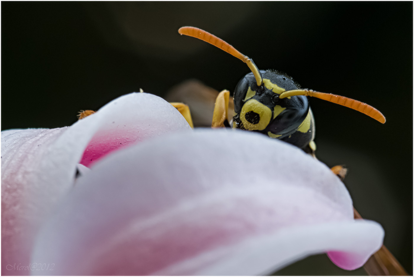 IMGP8144-Modifica.JPG