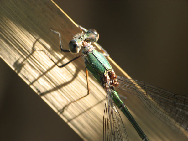 Immagine-799.jpg