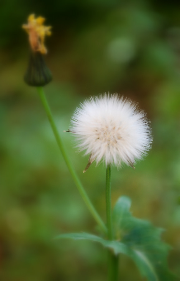 Immagine 004.jpg
