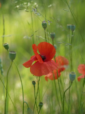 Immagine 053.jpg