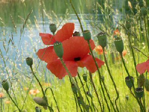 Immagine 055.jpg