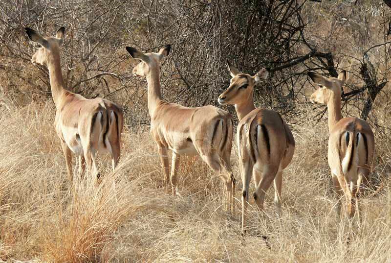 impala.jpg