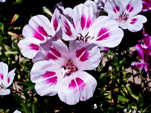 in-my-garden-005_web.jpg