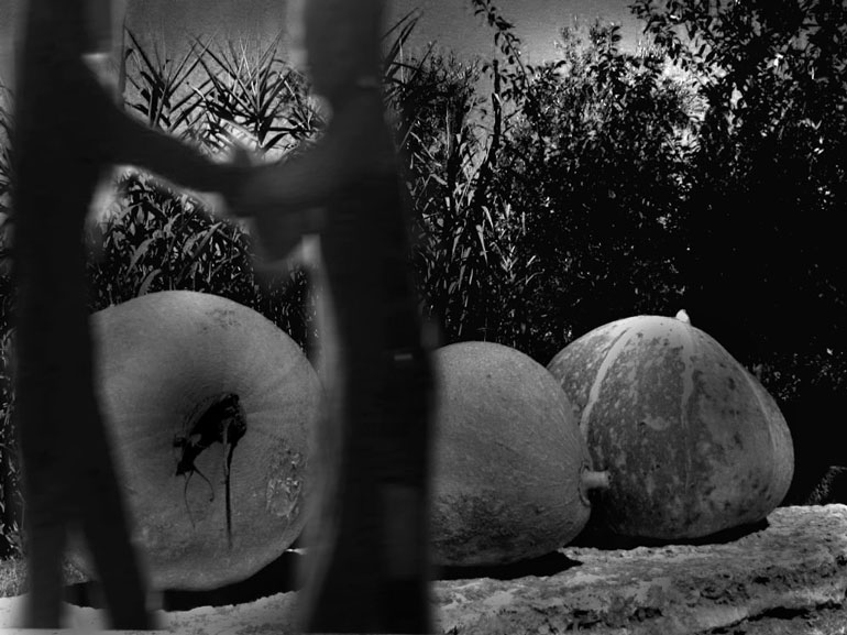 in-the-garden.jpg