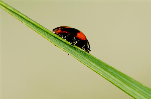 In agguato0001_9 (Small).jpg