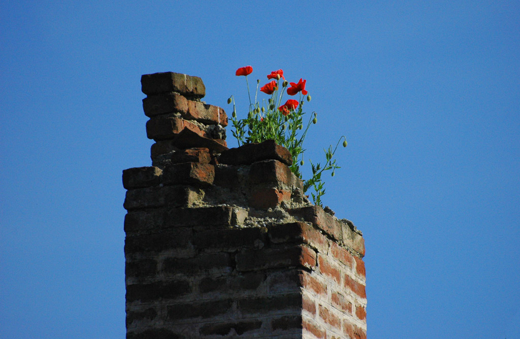 in cima al pilastro.jpg