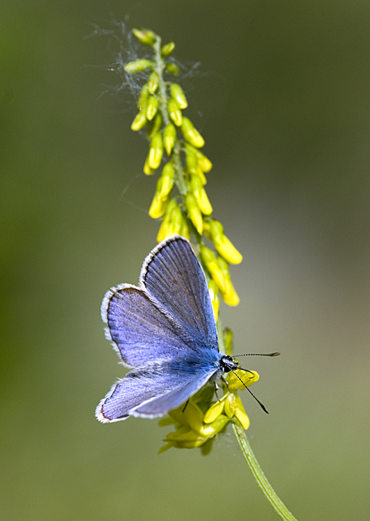 Incluso il fiore.jpg