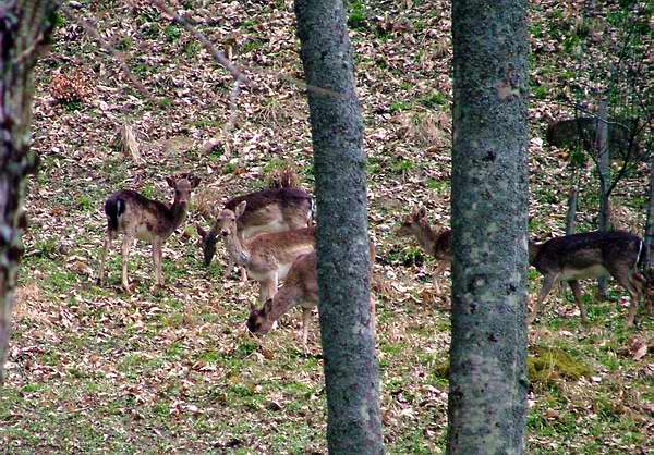 Incontri nella foresta 2.JPG