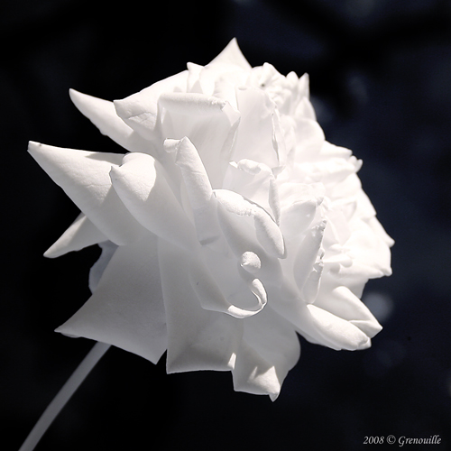 infrared-rose.jpg