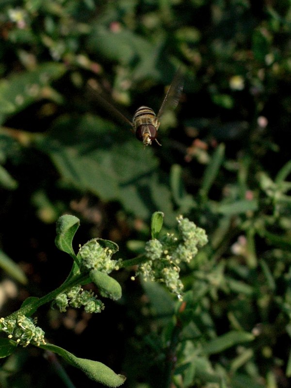 Insetto in volo.jpg