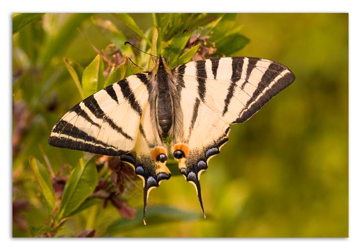 Iphiclides podalirius72.jpg