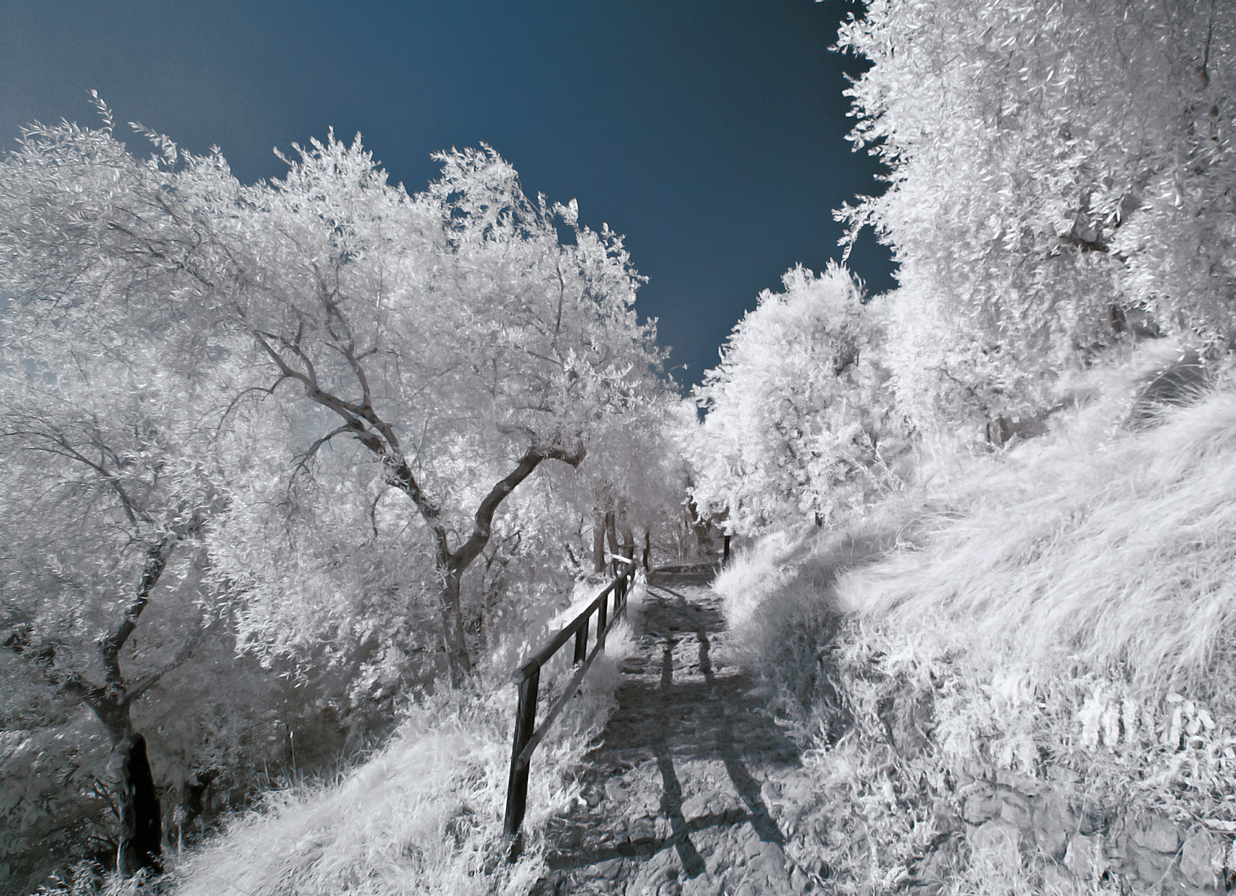 IR0_0163RITweb.jpg