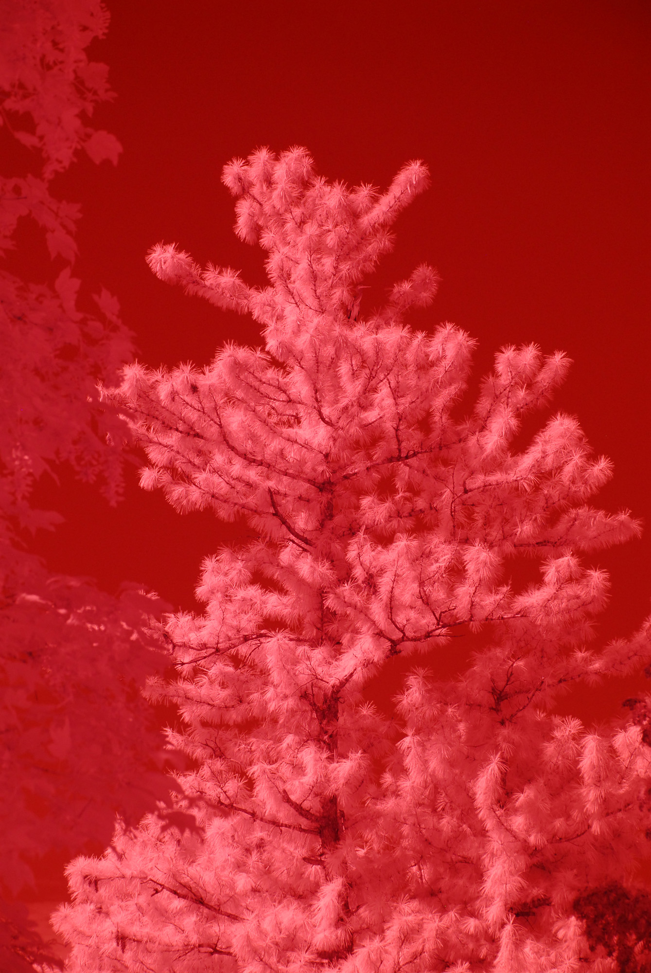 IR0_0372RITweb2.jpg