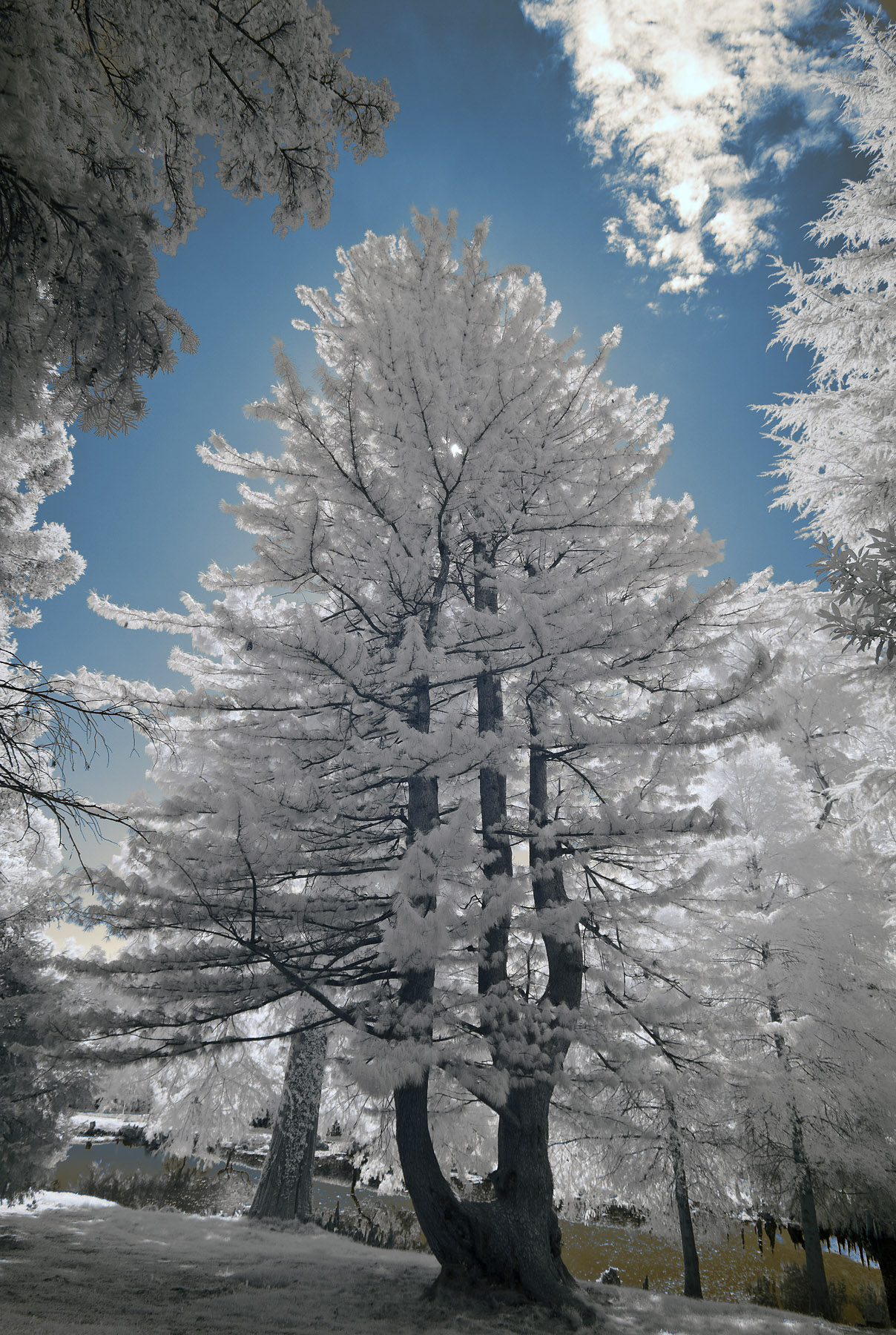 IR0_0404RITweb.jpg