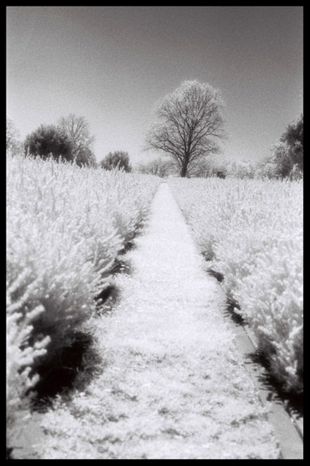 ir.jpg