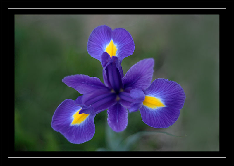 iris-dall'alto.jpg