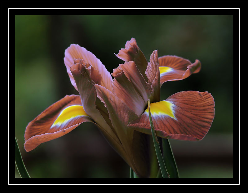 iris-germanica-2sat_filtere.jpg