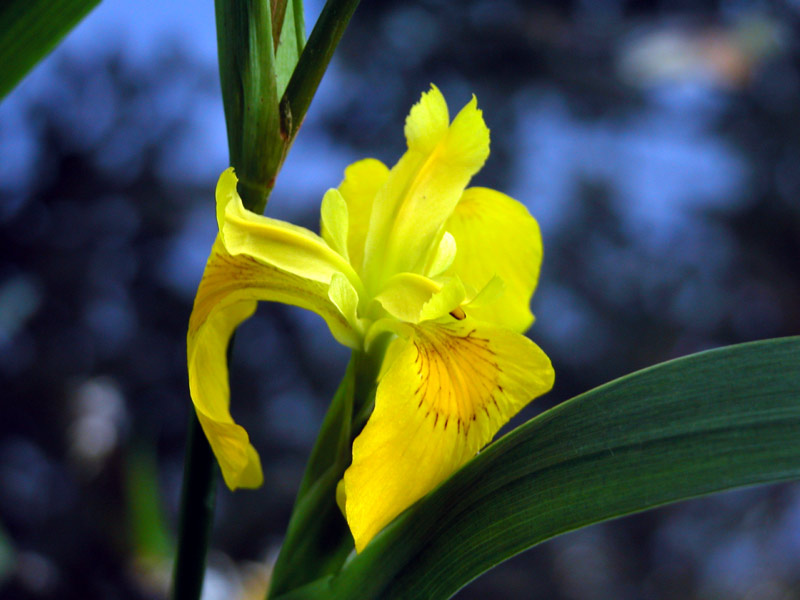 Iris-o-Giaggiolo-acquatico.jpg