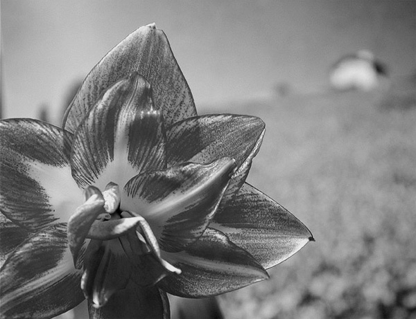 iris2.jpg