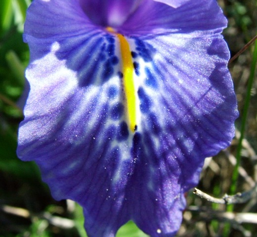 iris.jpg