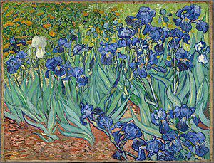 iris.jpg