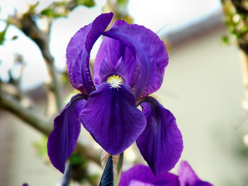 iris.jpg