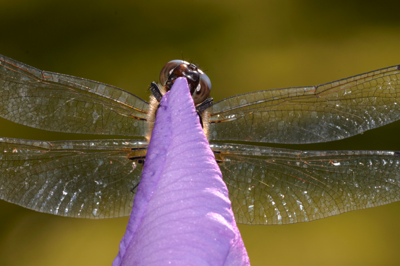 IRISpiante-4169.jpg