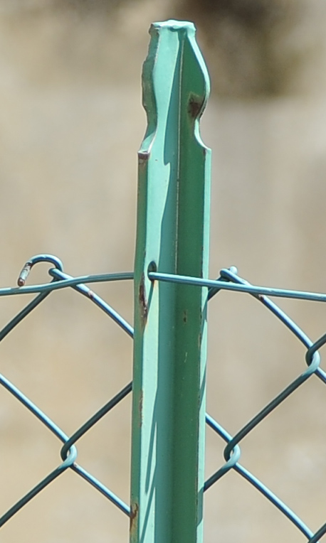 is_D700_b.jpg