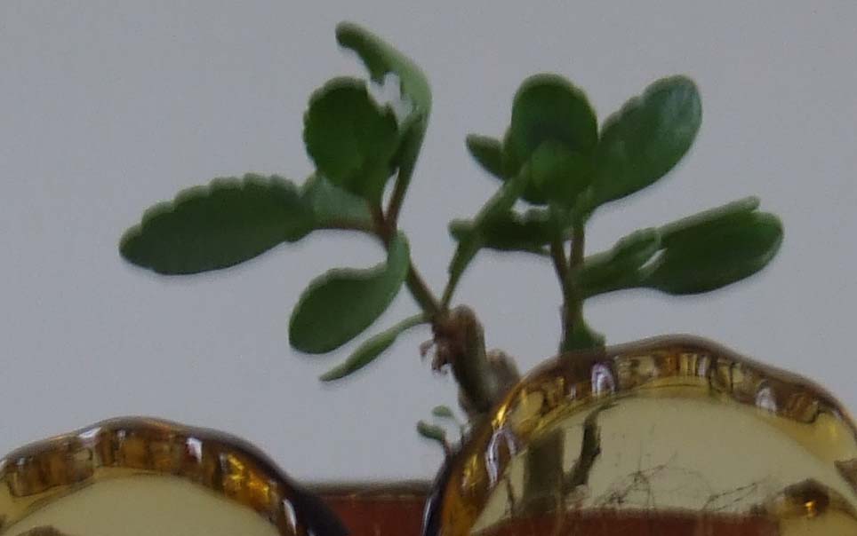 iso100.JPG