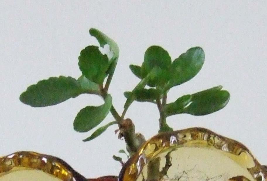 iso1600.JPG