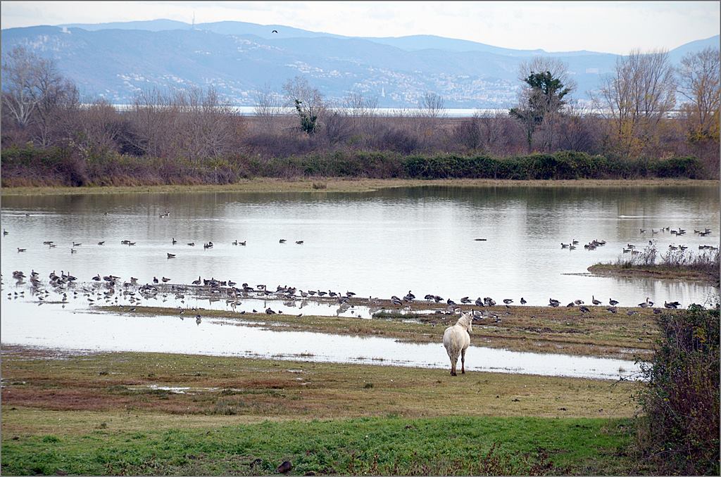 Isola della Cona xx.JPG