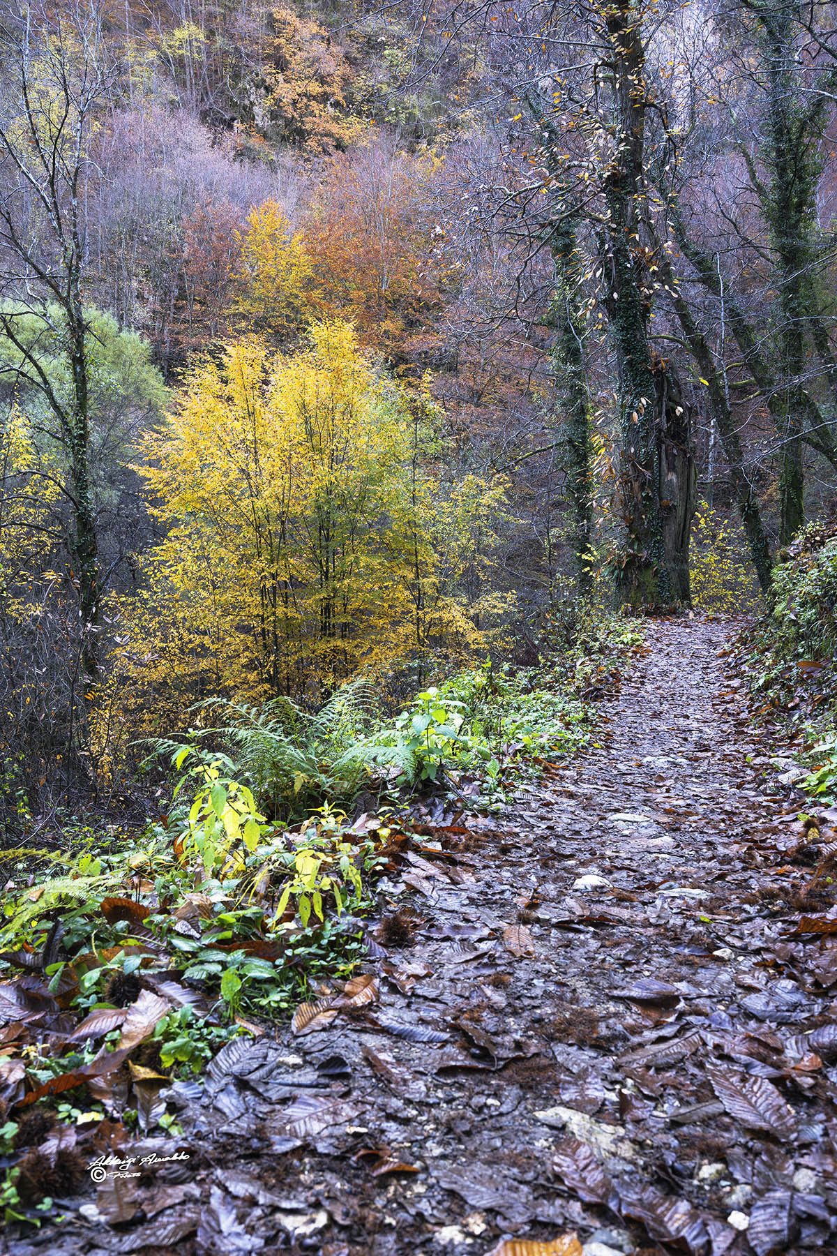 Isola Santa 8-11-028b.jpg