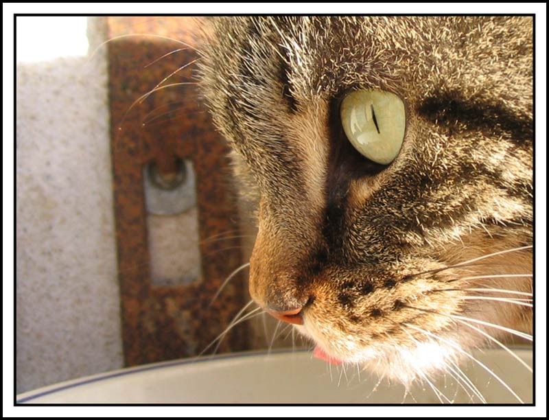 Istrigatto.jpg
