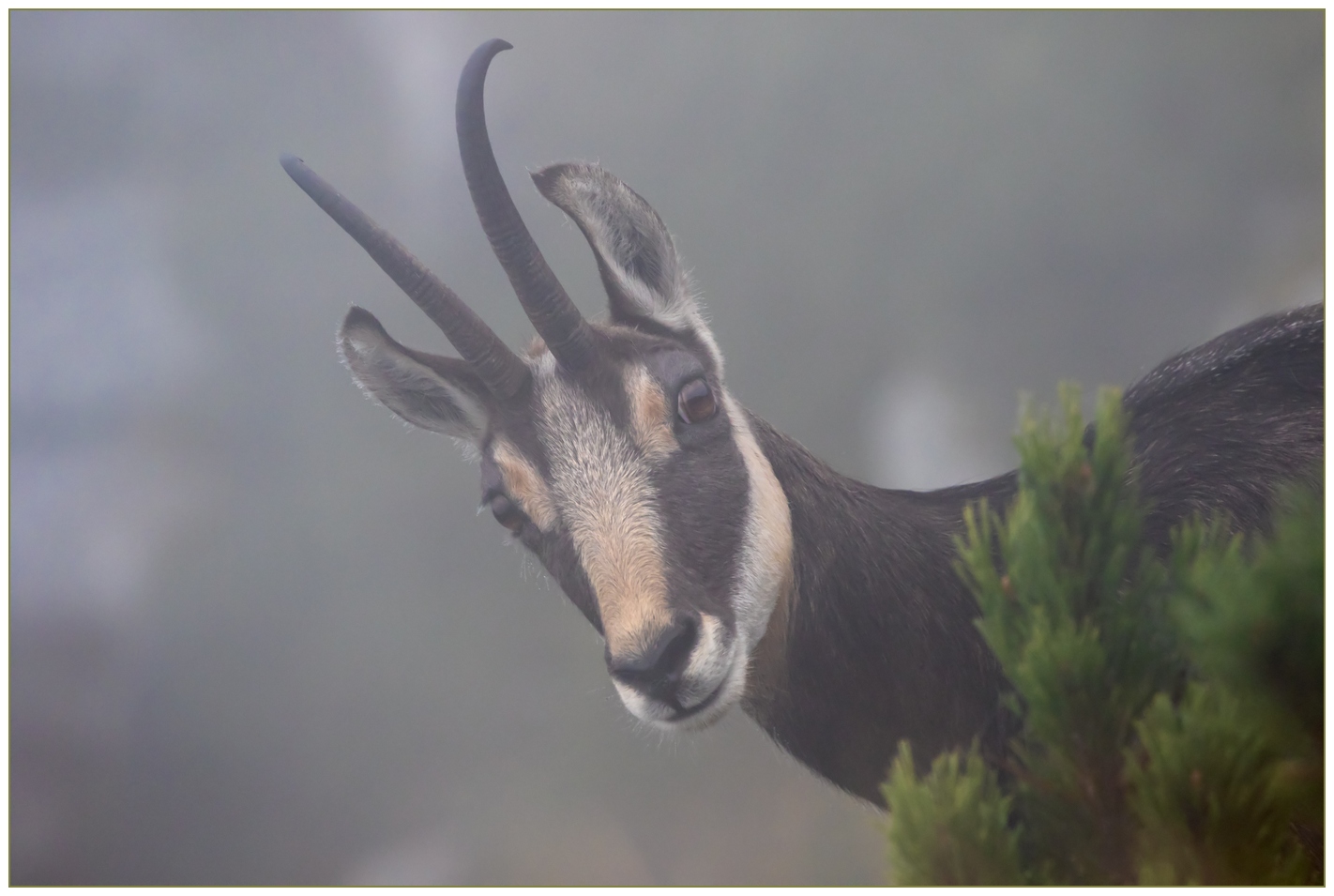 Ivo-7D_17715 RAW nebbia.jpg