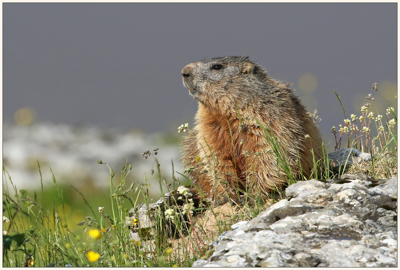 Ivo-7D_50759 + Marmotta.jpg