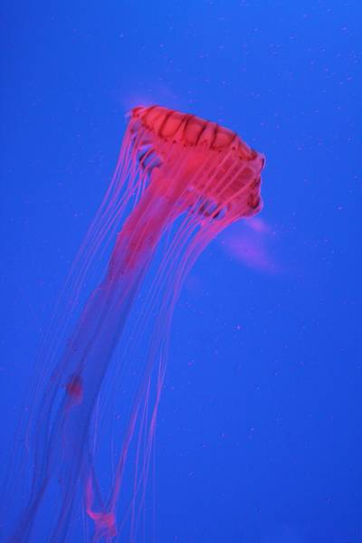 JELLY_FISH.jpg