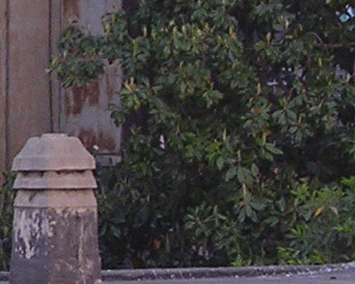 jpeg nikon3100.jpg
