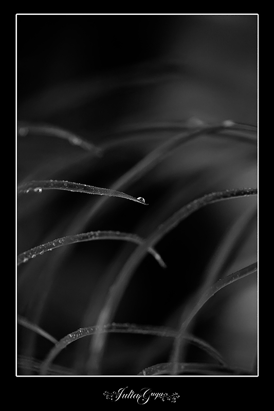 julia_B&W.jpg