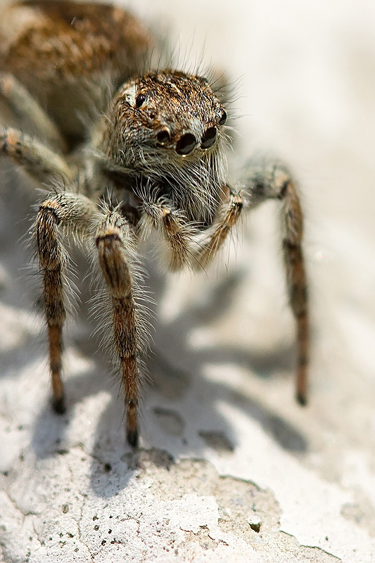 jumper1.jpg