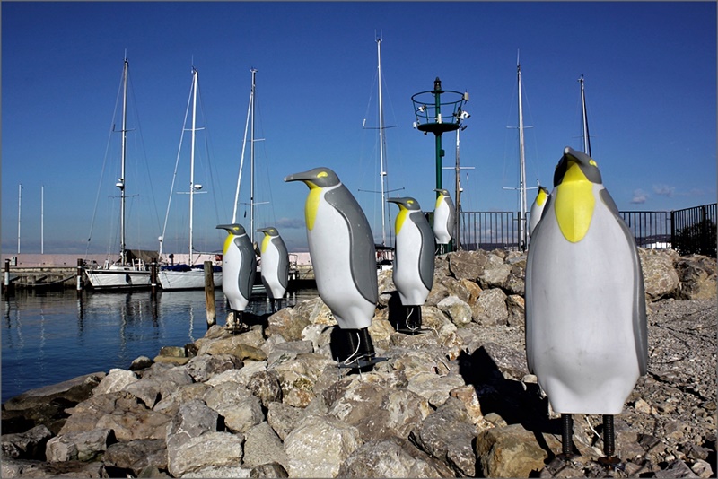 Koper img.06 rid.JPG