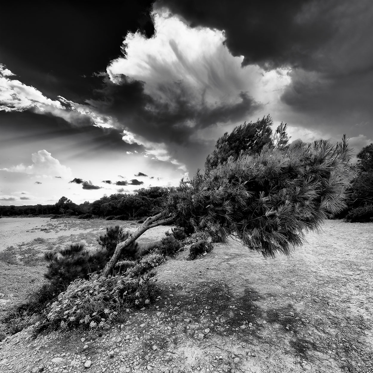 KP0_7762_DxO_3_rid.jpg