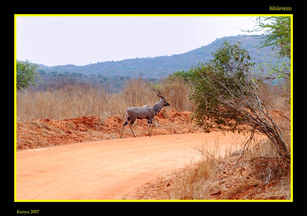 Kudu-minore.jpg