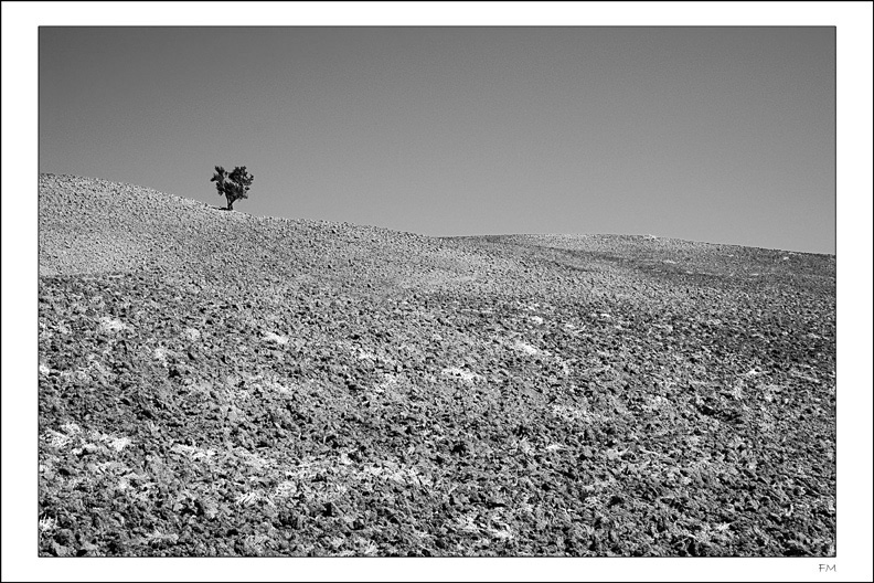 L'albero-della-pausa_BN.jpg