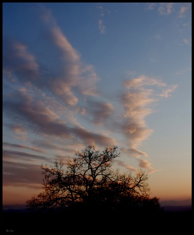 L'albero-Fumante-200k.jpg