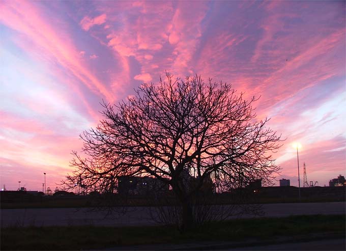 l'albero.jpg