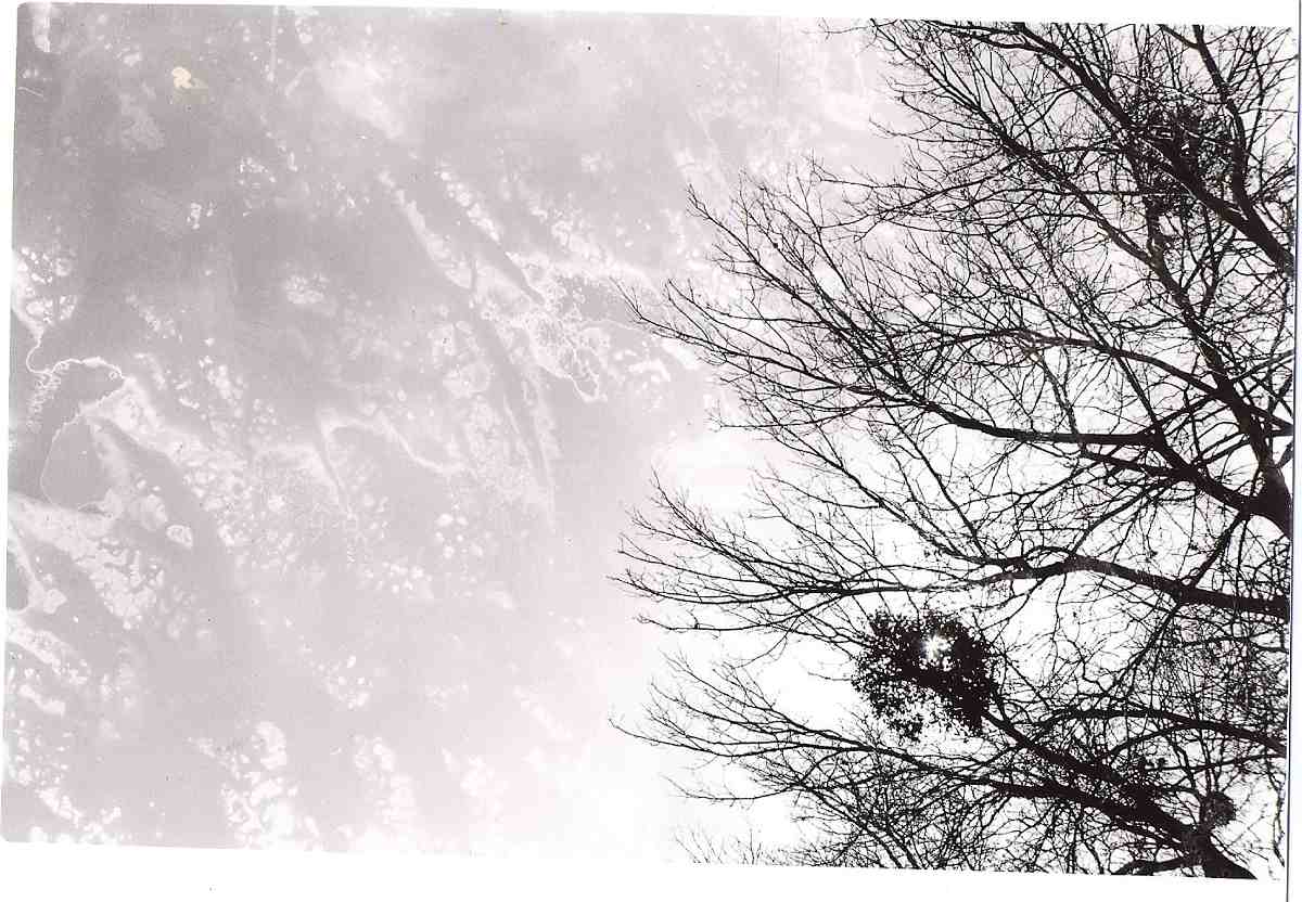 L_albero spugna.jpg