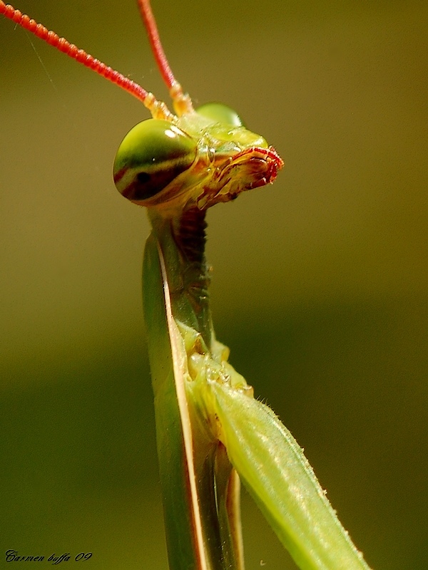 L'alieno.JPG