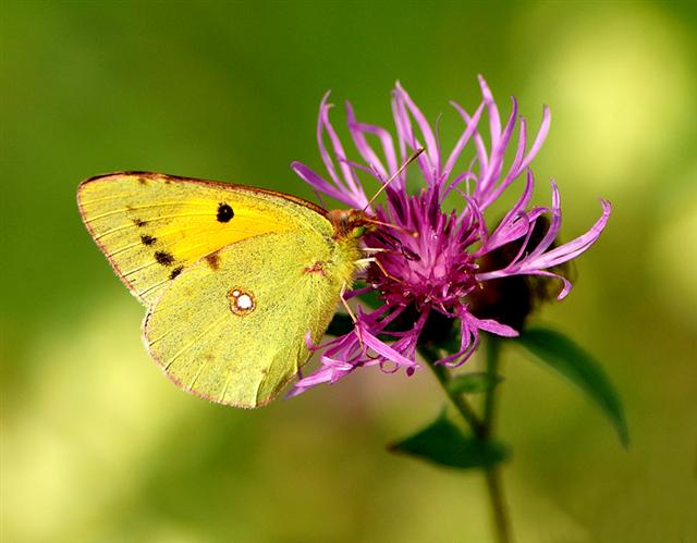 L'ho sposata (Small).jpg