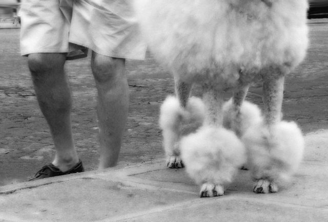 L'uomo..il miglior amico del cane..jpg