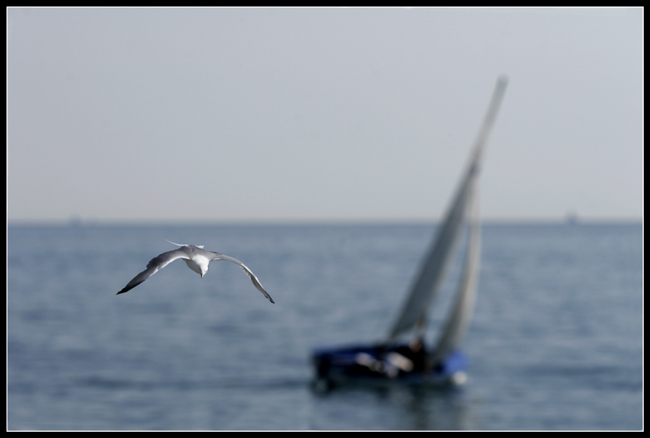 La-Barca-ed-il-Gabbiano.jpg